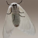 Flannel Moth