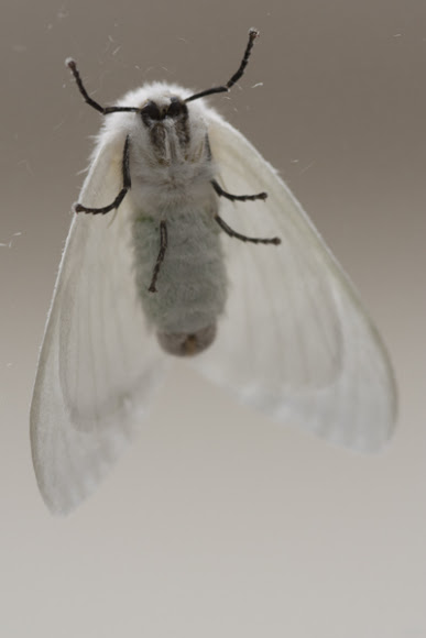 Spotting Image 1