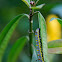 Caterpillar of the Plain Tiger