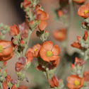Desert Globemallow