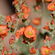 Desert Globemallow