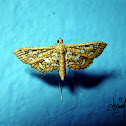 Crambid moth