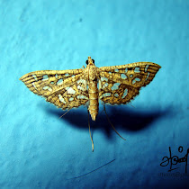 IndianMoths