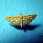 Crambid moth