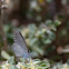 Wattle Blue