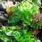  Lechuga de mar. Sea-lettuce