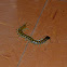 Centipede