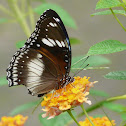 Great eggfly
