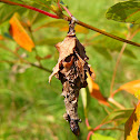 Bagworm moth Case