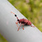 Longhorn Beetle
