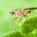 Fly