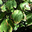 Striped maple