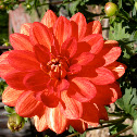 Dahlia