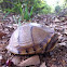 Three-toed Box Turtle