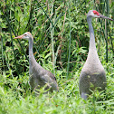 Sandhill Crane