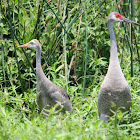 Sandhill Crane