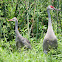 Sandhill Crane