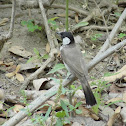 White-eared Bulbul