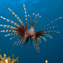 Common Lionfish