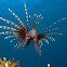 Common Lionfish