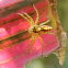 jumping spider