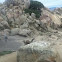 California ground squirrel