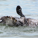 Peruvian pelican