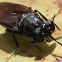 Black Soldier Fly