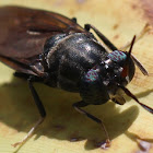 Black Soldier Fly