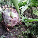 Staghorn Fern