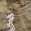 Brown Pelican