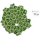 Pediastrum Algae
