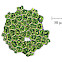 Pediastrum Algae