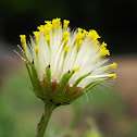Groundsel