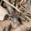 Red Wood Ant