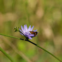 Skipper