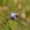 Skipper