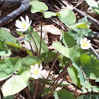 Twinleaf