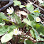 Twinleaf