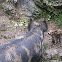 BOAR