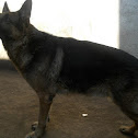 My Friend Tiger