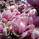 Magnolia