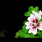 Malva sylvestris