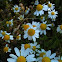 German chamomile