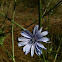 Chicory