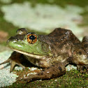 Bullfrog