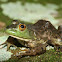 Bullfrog