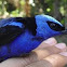Red legged honeycreeper