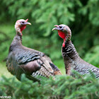 Wild Turkey