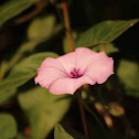 Campanilla
